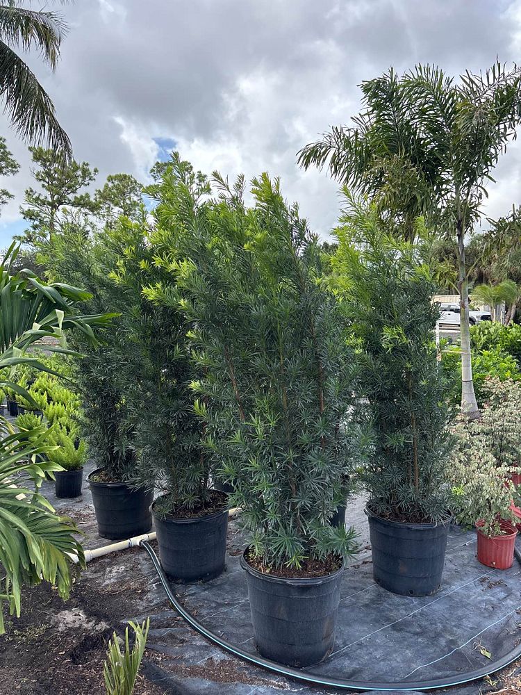 podocarpus-macrophyllus-maki-japanese-yew