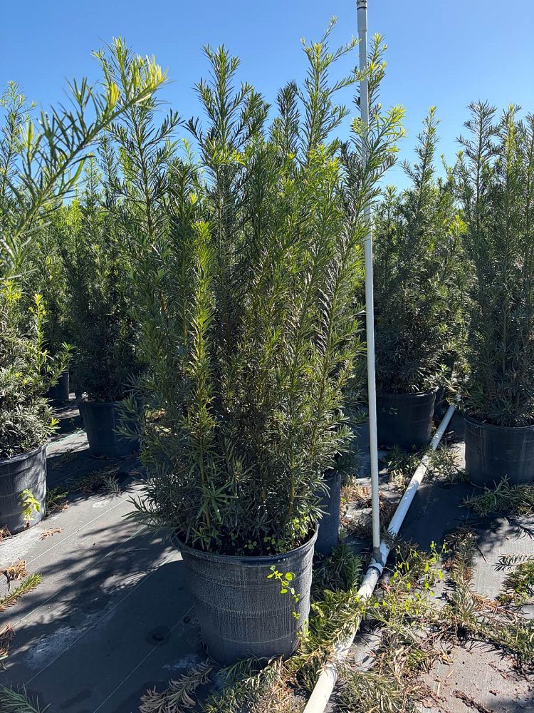 podocarpus-macrophyllus-maki-japanese-yew