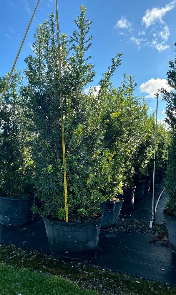podocarpus-macrophyllus-maki-japanese-yew