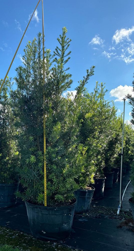 podocarpus-macrophyllus-maki-japanese-yew