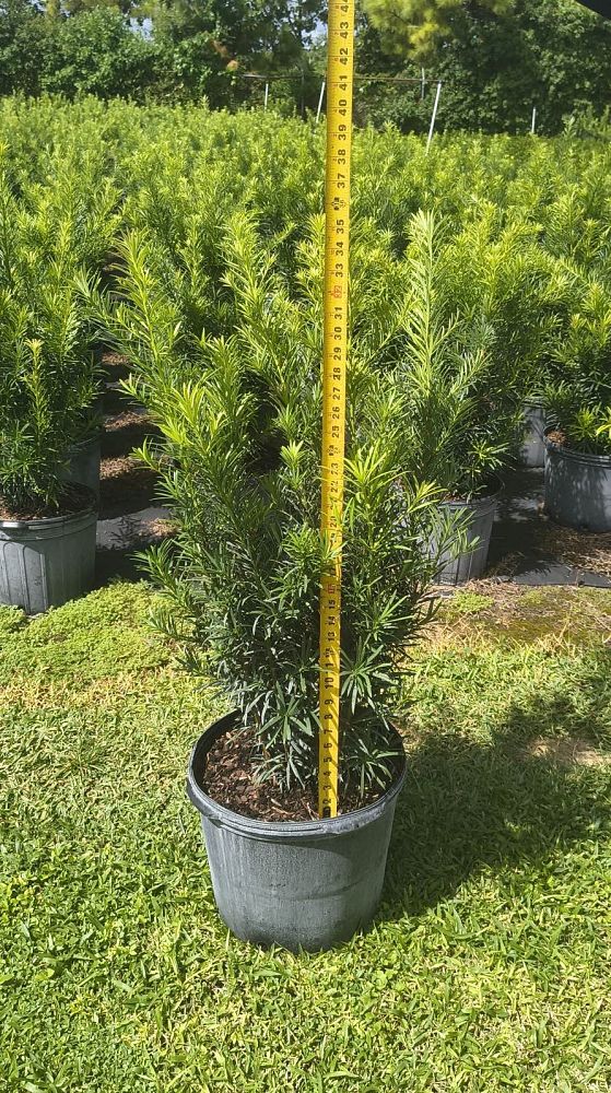 podocarpus-macrophyllus-maki-japanese-yew