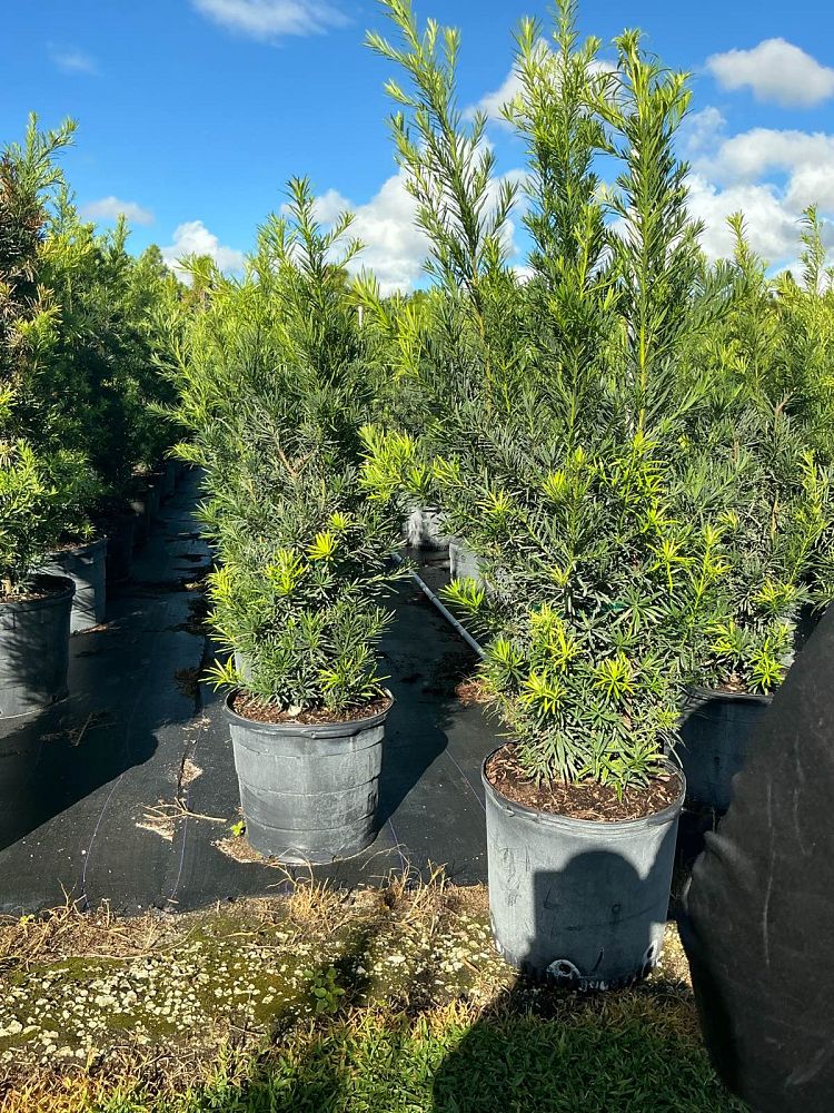 podocarpus-macrophyllus-maki-japanese-yew