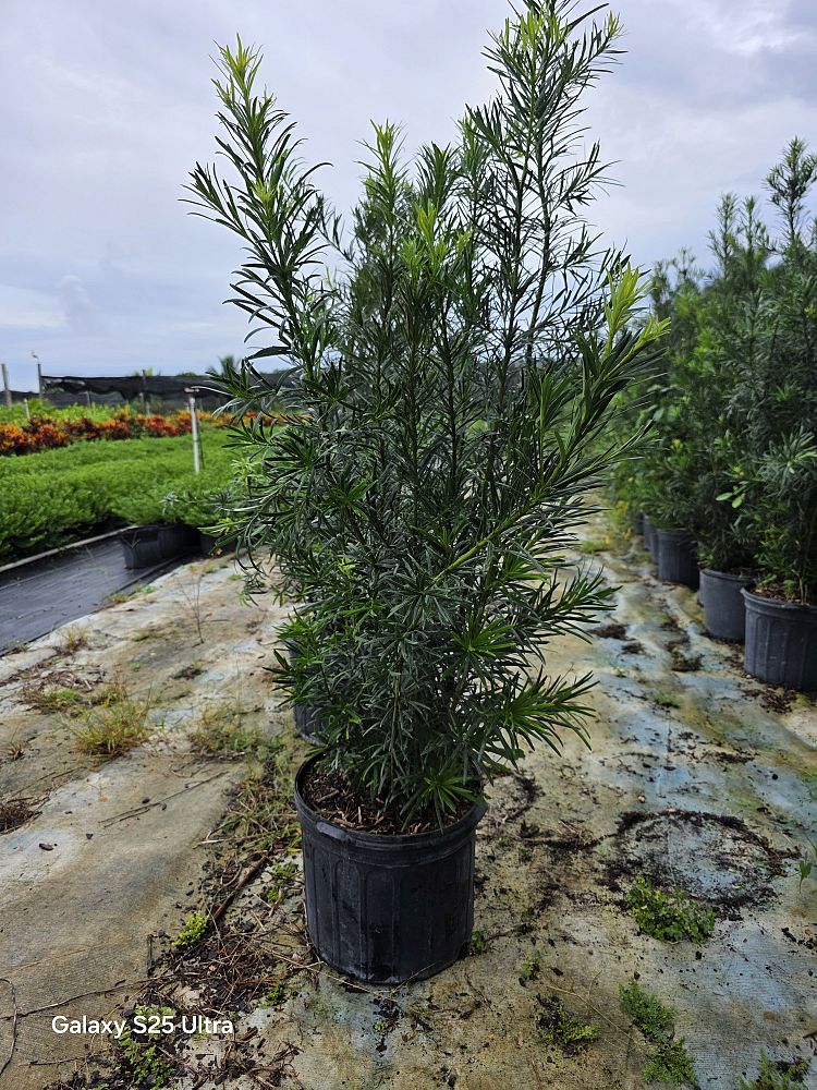 podocarpus-macrophyllus-maki-japanese-yew