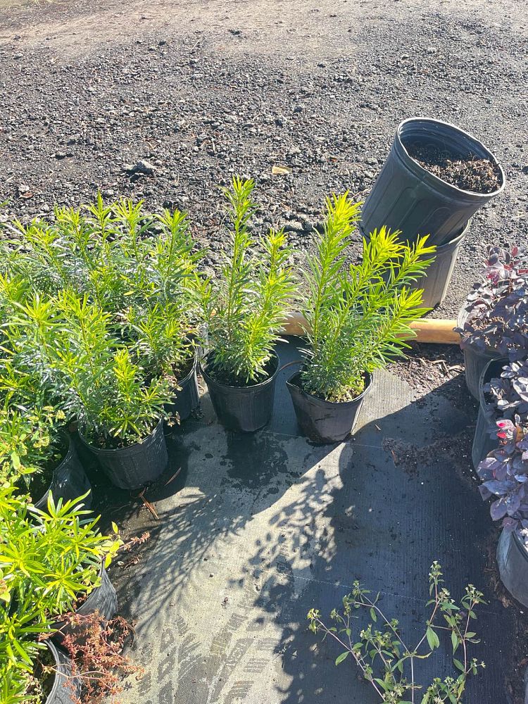 podocarpus-macrophyllus-maki-japanese-yew