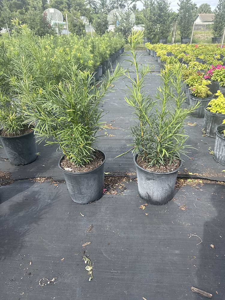 podocarpus-macrophyllus-maki-japanese-yew