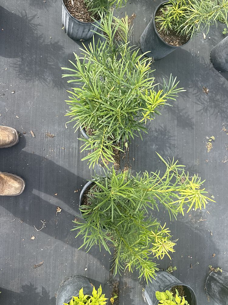 podocarpus-macrophyllus-maki-japanese-yew