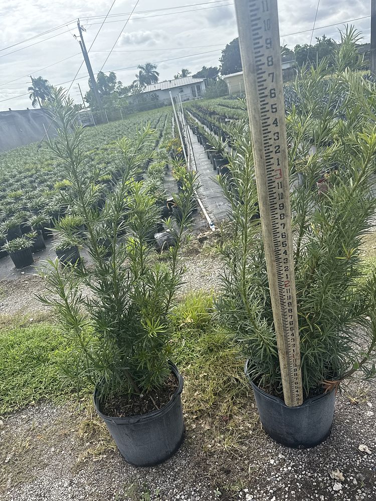 podocarpus-macrophyllus-maki-japanese-yew