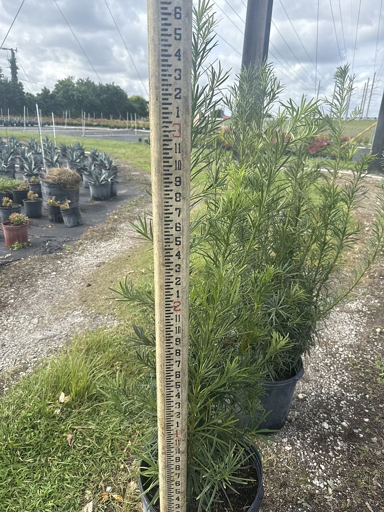 podocarpus-macrophyllus-maki-japanese-yew