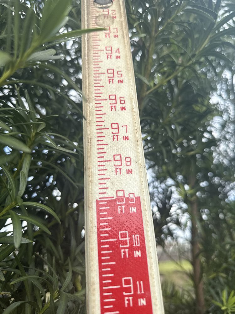 podocarpus-macrophyllus-maki-japanese-yew