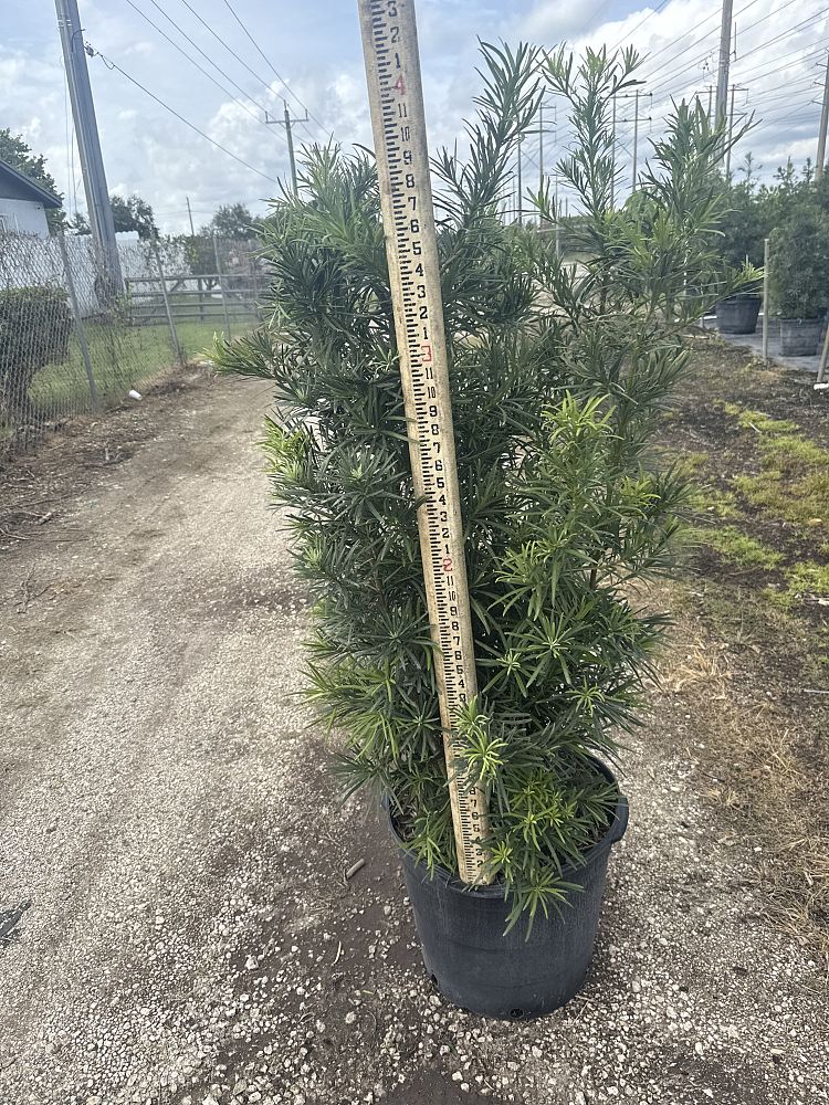 podocarpus-macrophyllus-maki-japanese-yew