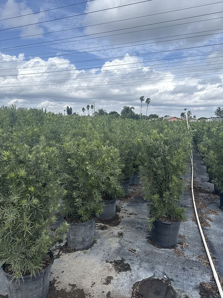 podocarpus-macrophyllus-maki-japanese-yew