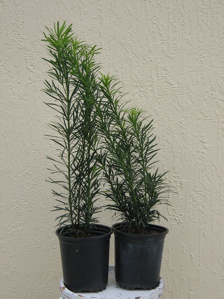 podocarpus-macrophyllus-maki-japanese-yew