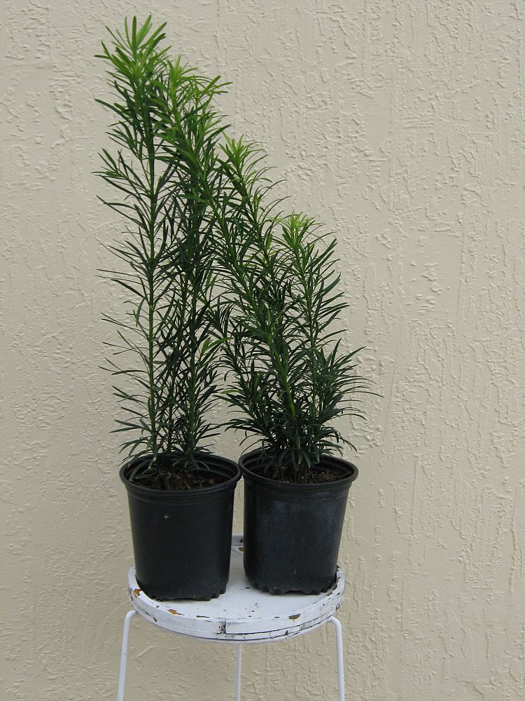 podocarpus-macrophyllus-maki-japanese-yew