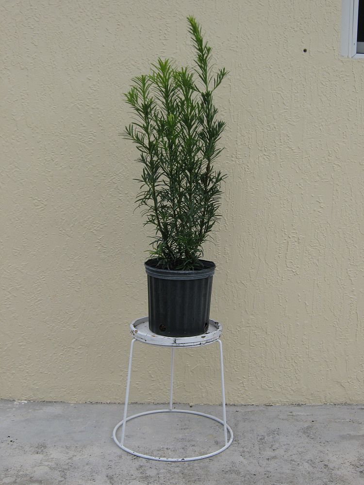 podocarpus-macrophyllus-maki-japanese-yew