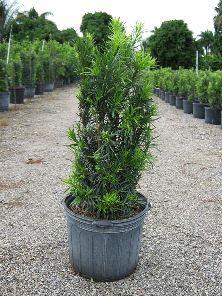podocarpus-macrophyllus-maki-japanese-yew
