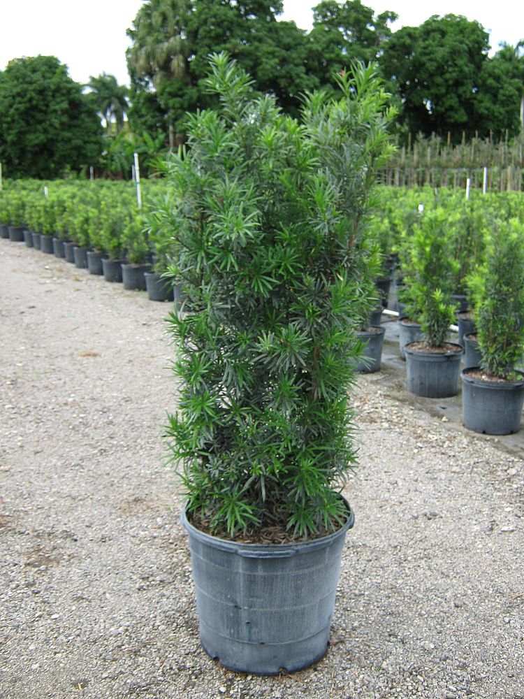 podocarpus-macrophyllus-maki-japanese-yew