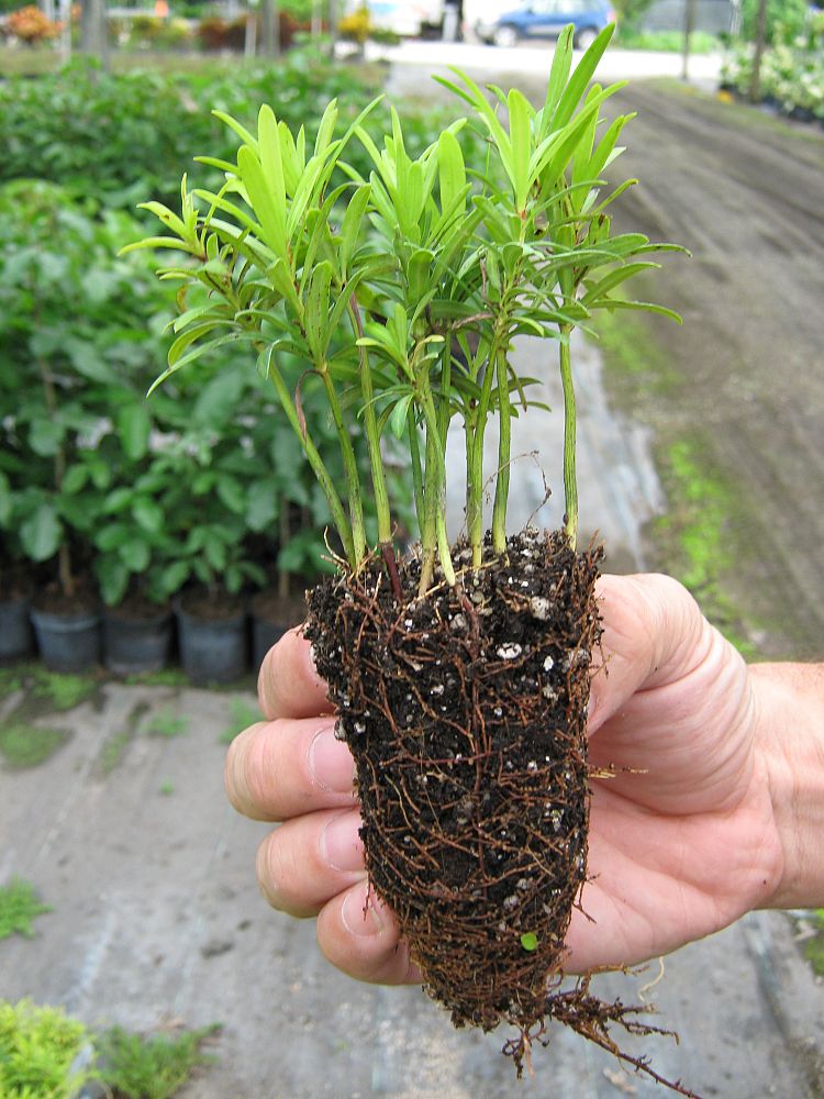 podocarpus-macrophyllus-maki-japanese-yew