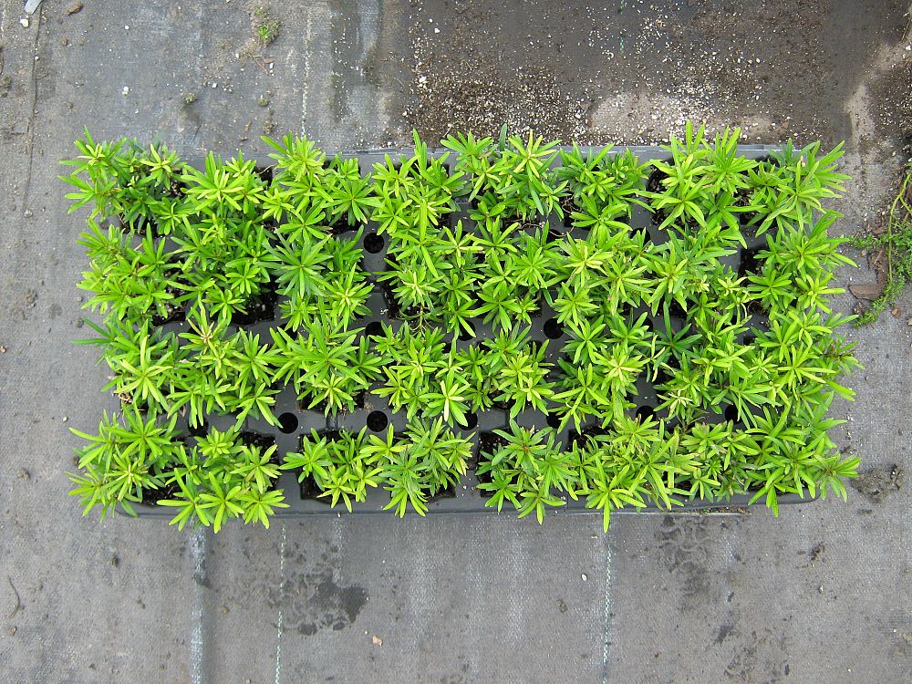 podocarpus-macrophyllus-maki-japanese-yew