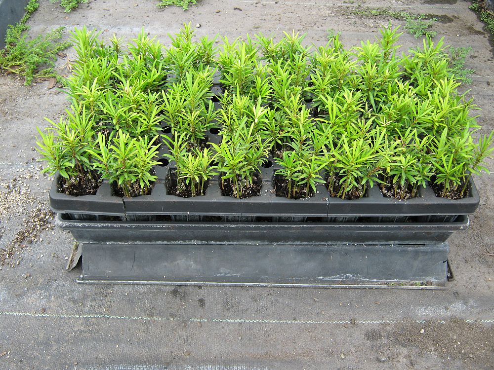 podocarpus-macrophyllus-maki-japanese-yew