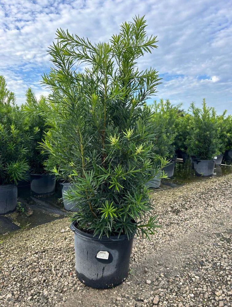 podocarpus-macrophyllus-maki-japanese-yew