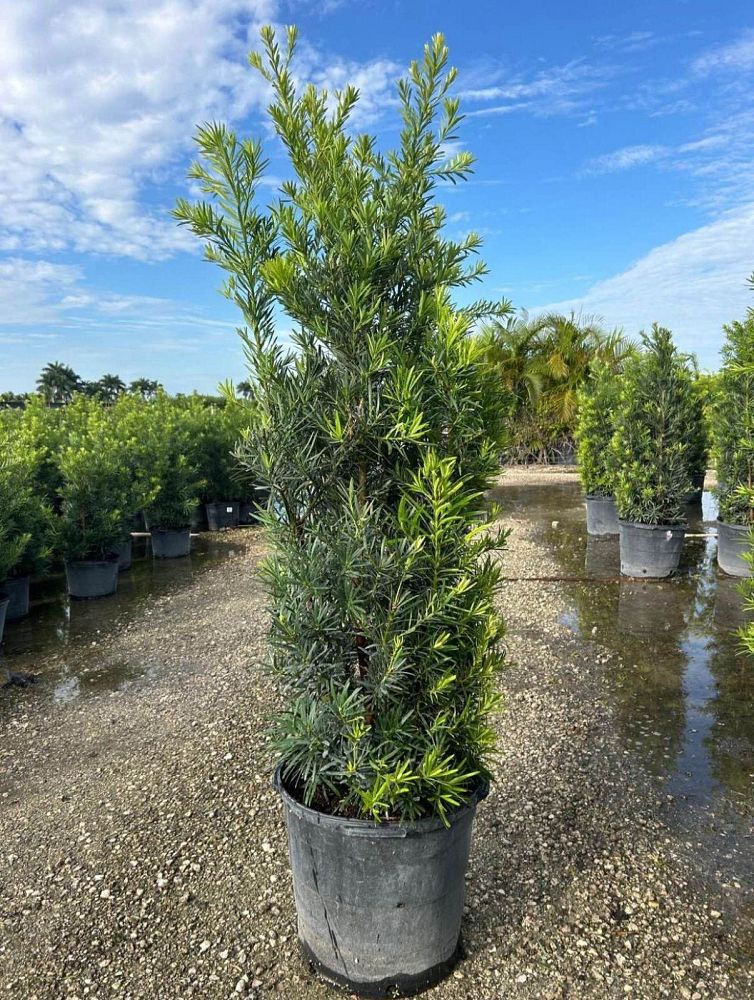 podocarpus-macrophyllus-maki-japanese-yew