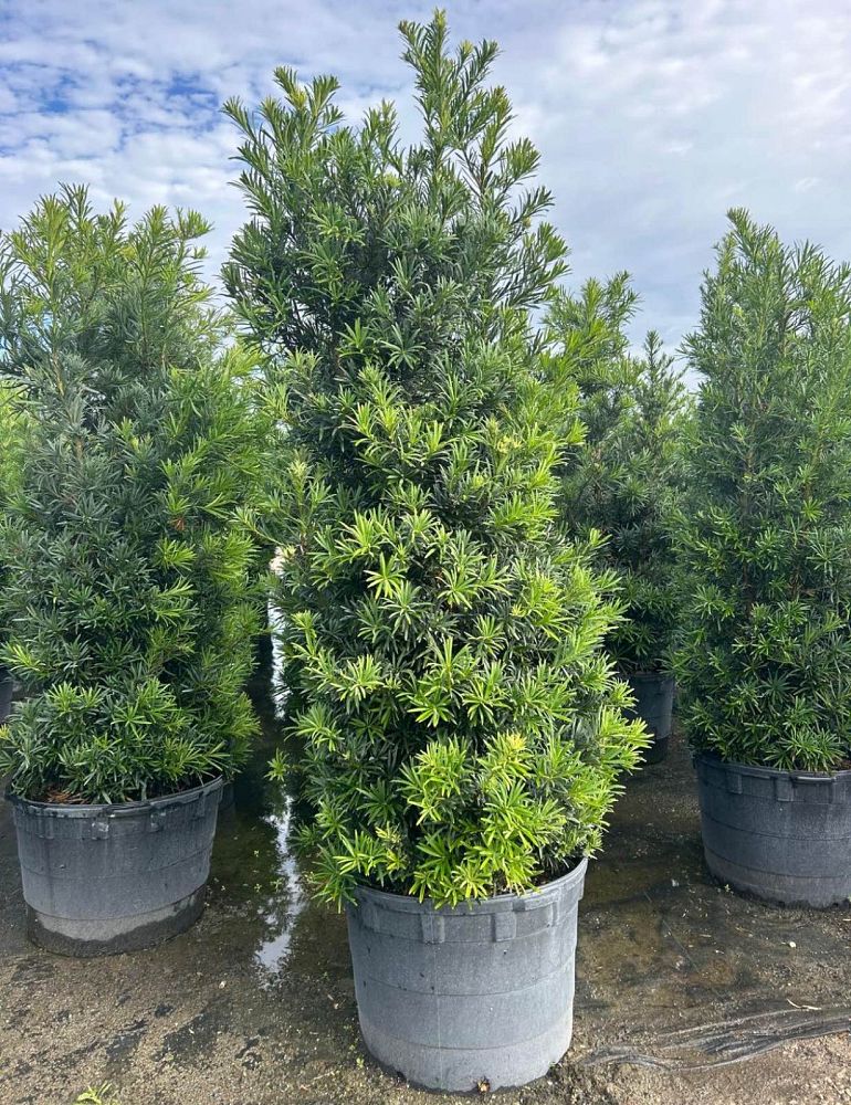 podocarpus-macrophyllus-maki-japanese-yew