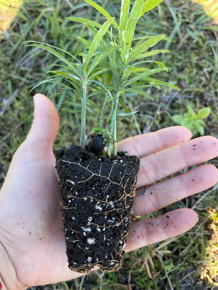 podocarpus-macrophyllus-maki-japanese-yew