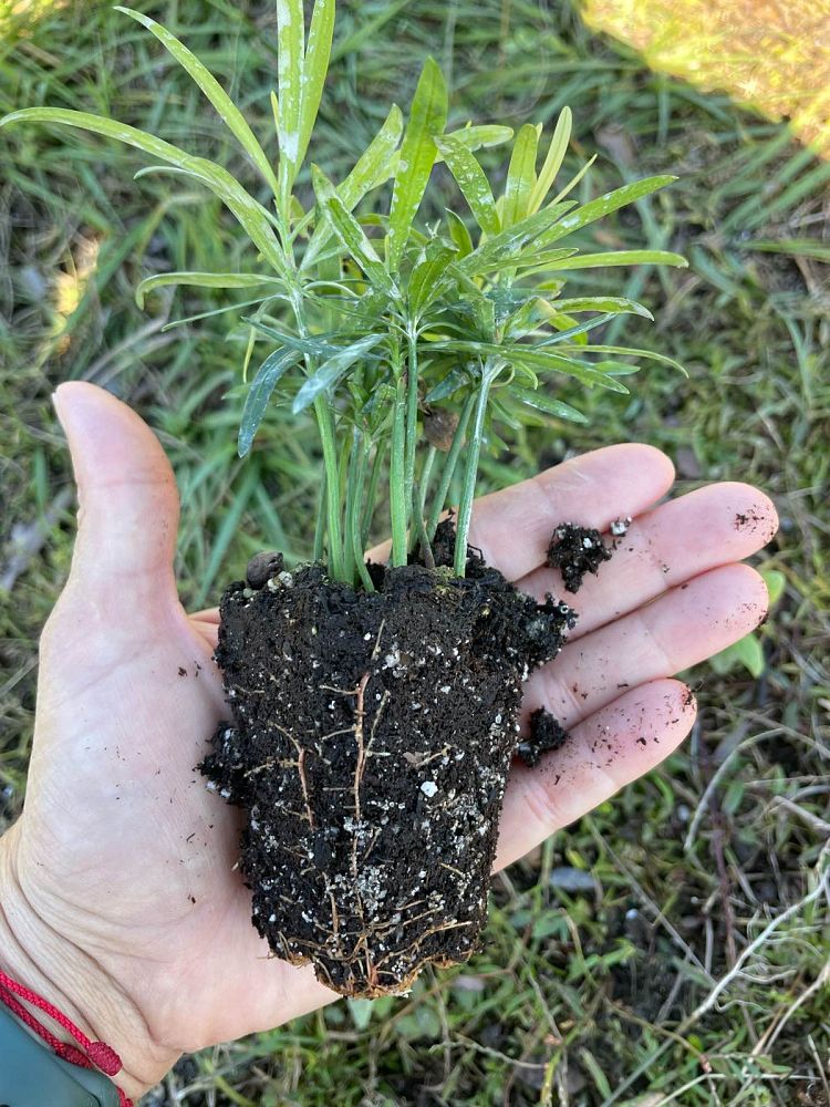 podocarpus-macrophyllus-maki-japanese-yew