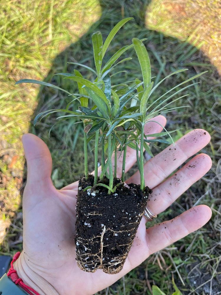 podocarpus-macrophyllus-maki-japanese-yew