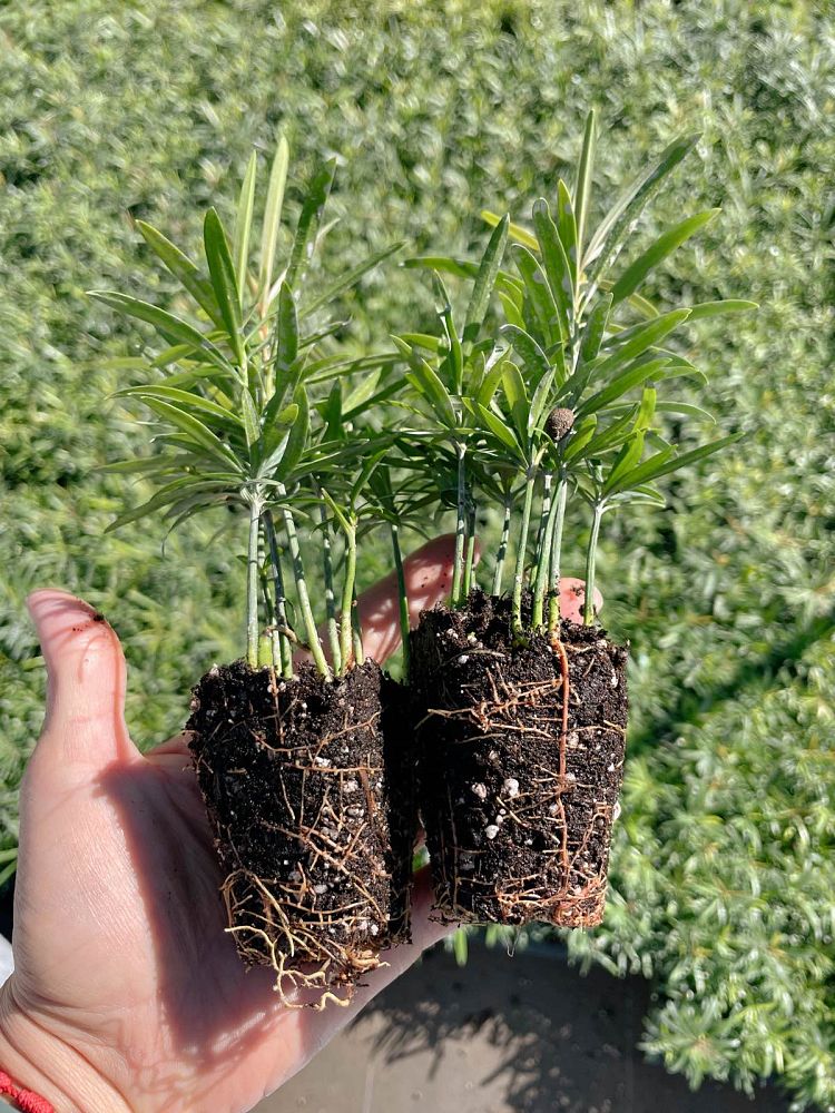 podocarpus-macrophyllus-maki-japanese-yew