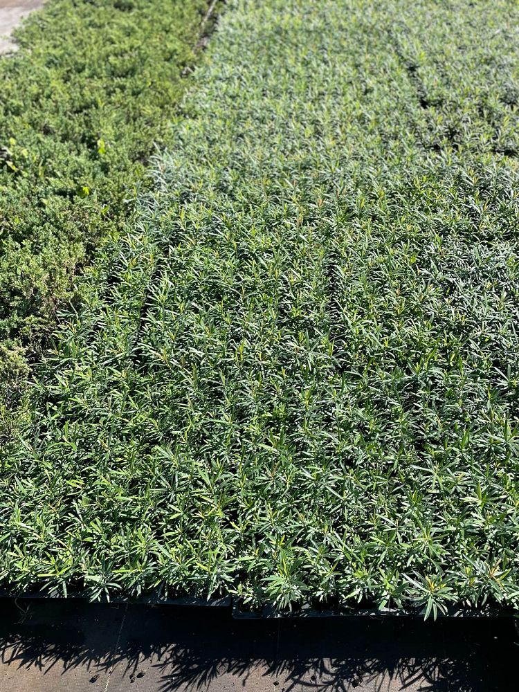 podocarpus-macrophyllus-maki-japanese-yew