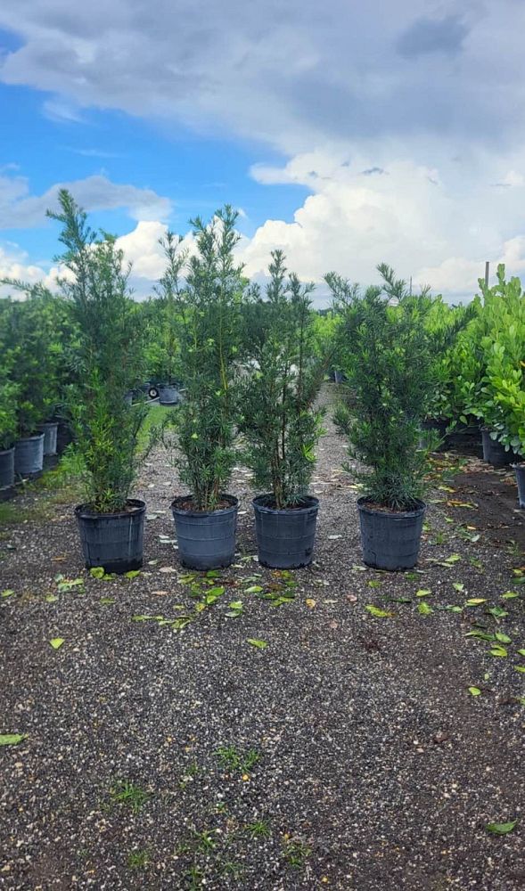 podocarpus-macrophyllus-maki-japanese-yew