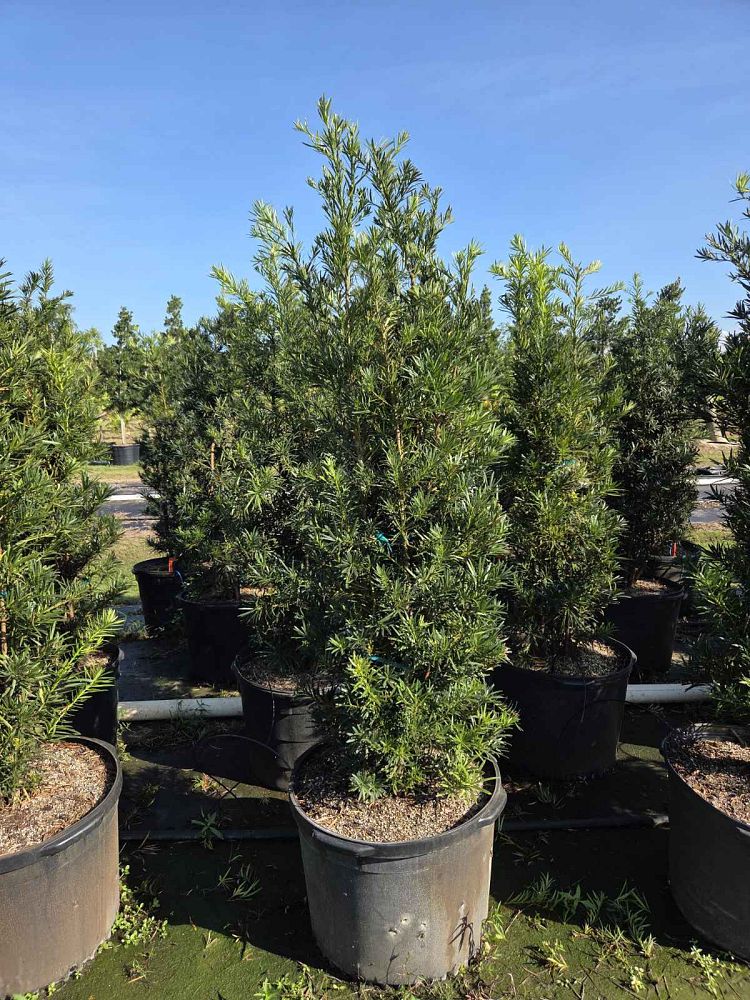 podocarpus-macrophyllus-maki-japanese-yew