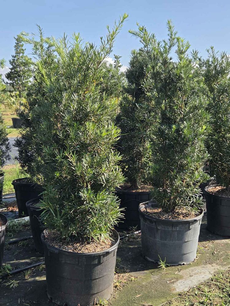 podocarpus-macrophyllus-maki-japanese-yew