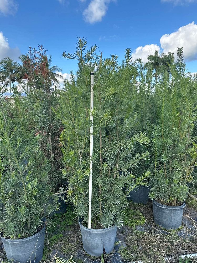 podocarpus-macrophyllus-maki-japanese-yew