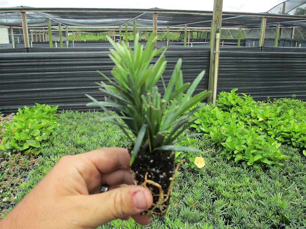 podocarpus-macrophyllus-meta-japanese-yew