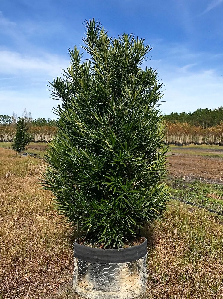 podocarpus-macrophyllus-meta-japanese-yew