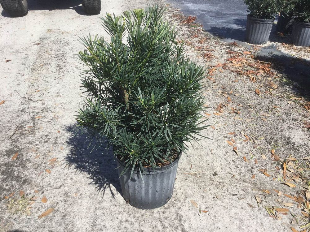 podocarpus-macrophyllus-meta-japanese-yew