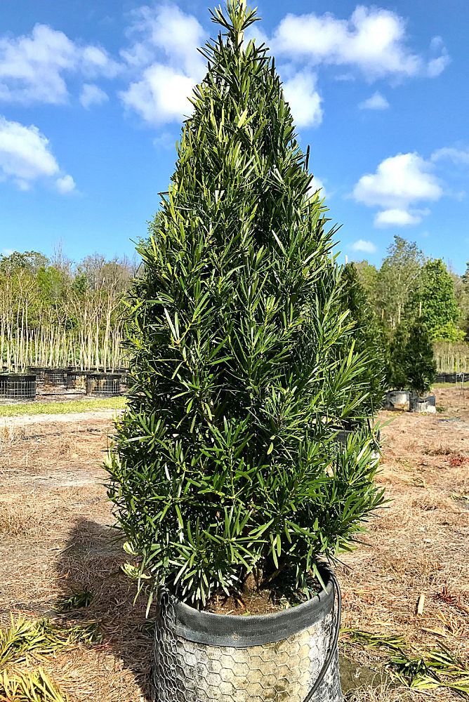 podocarpus-macrophyllus-meta-japanese-yew