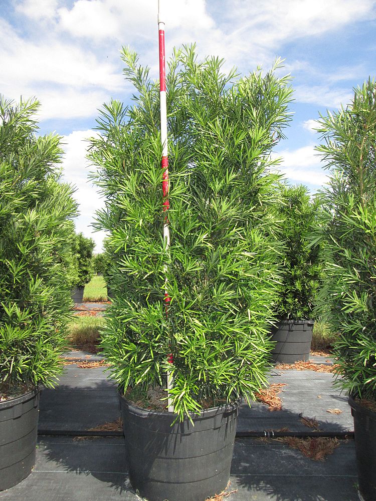 podocarpus-macrophyllus-meta-japanese-yew