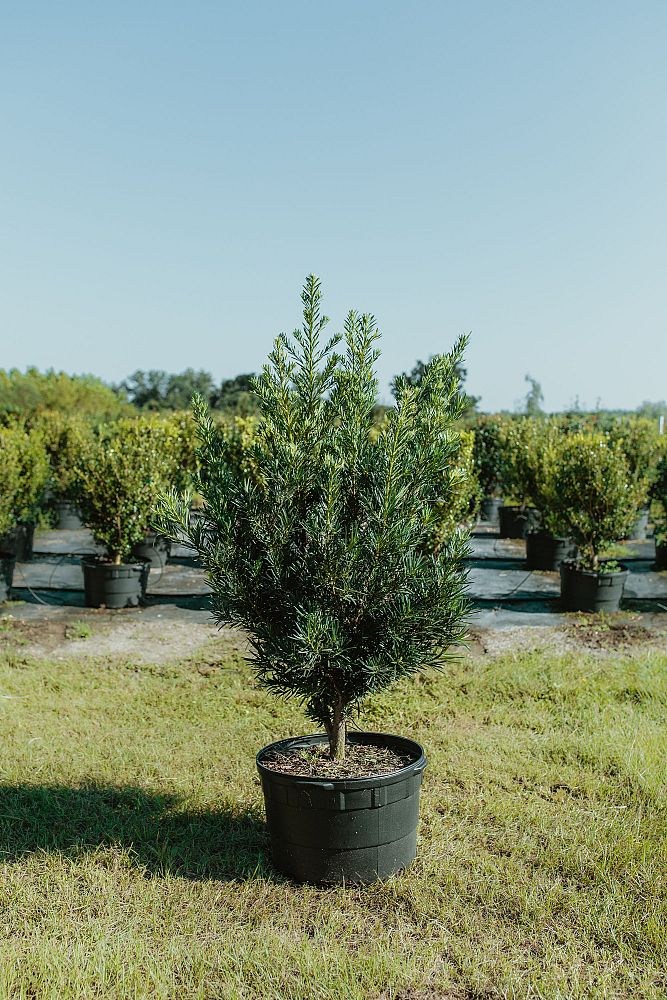 podocarpus-macrophyllus-meta-japanese-yew