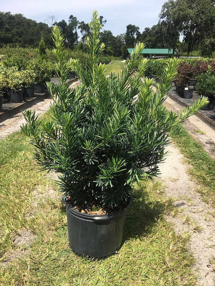 podocarpus-macrophyllus-meta-japanese-yew