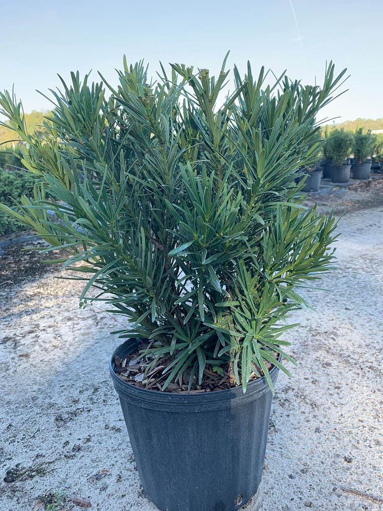 podocarpus-macrophyllus-meta-japanese-yew