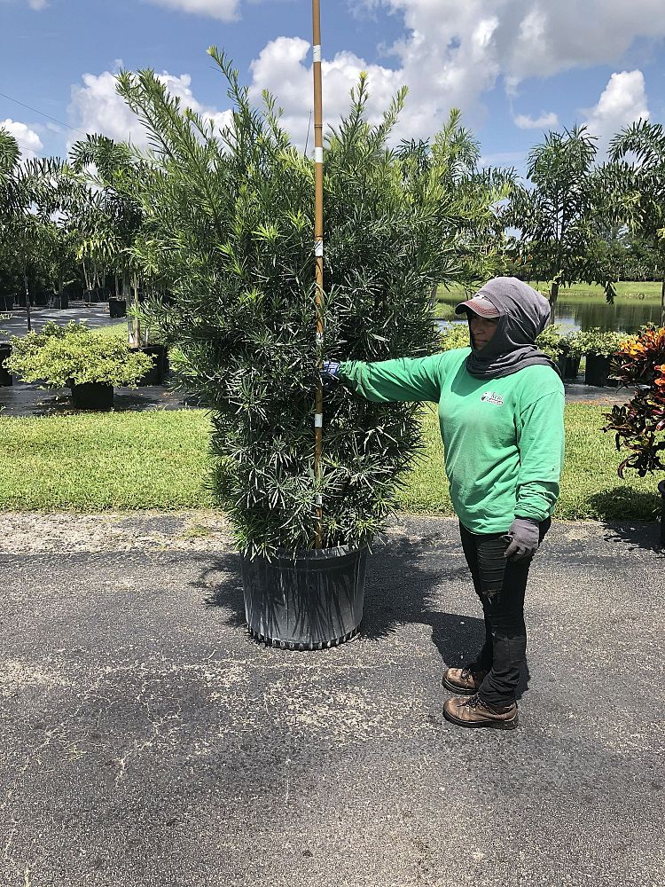 podocarpus-macrophyllus-meta-japanese-yew