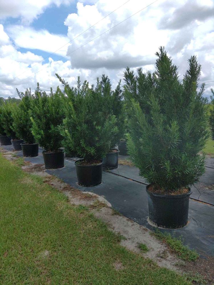 podocarpus-macrophyllus-meta-japanese-yew
