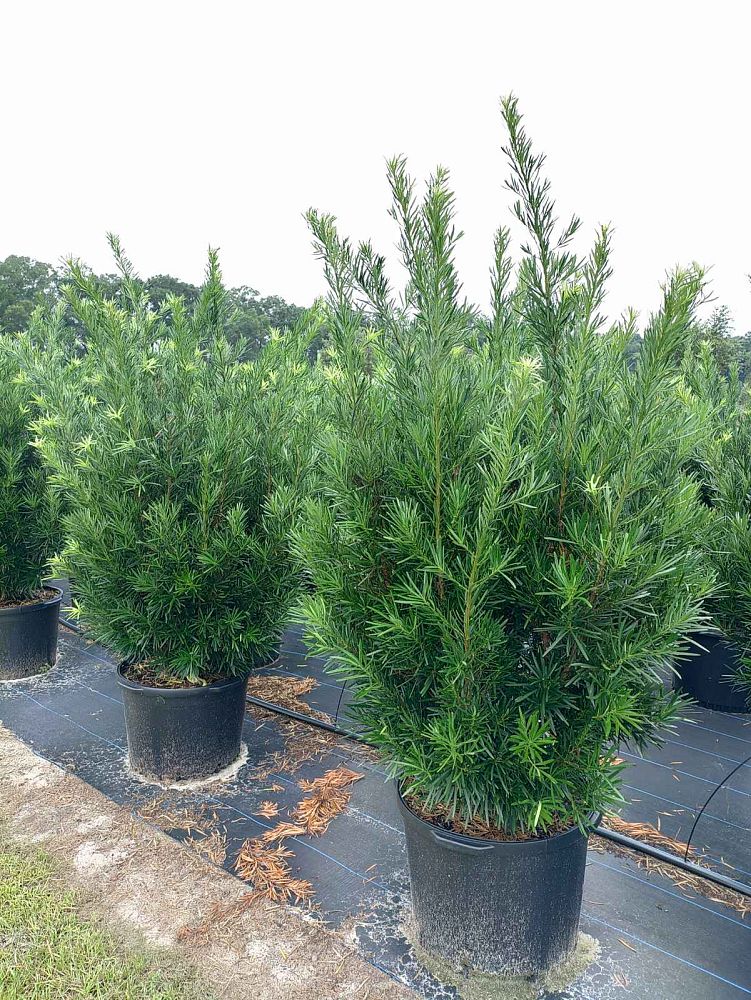 podocarpus-macrophyllus-meta-japanese-yew