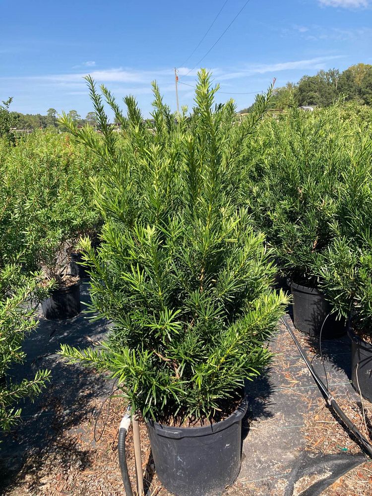 podocarpus-macrophyllus-meta-japanese-yew