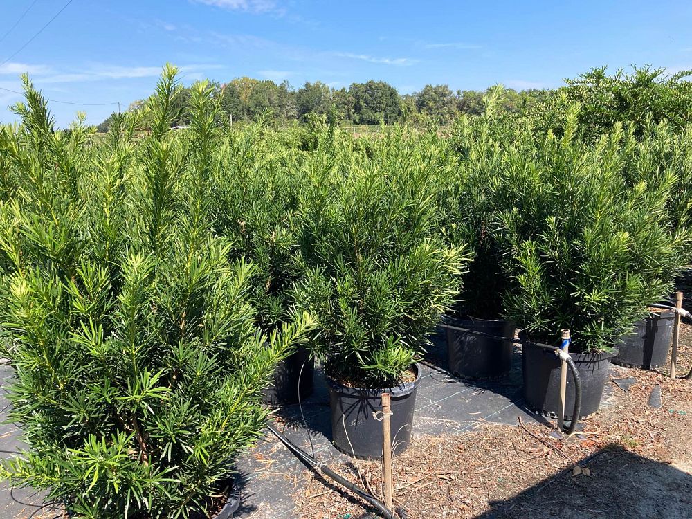 podocarpus-macrophyllus-meta-japanese-yew