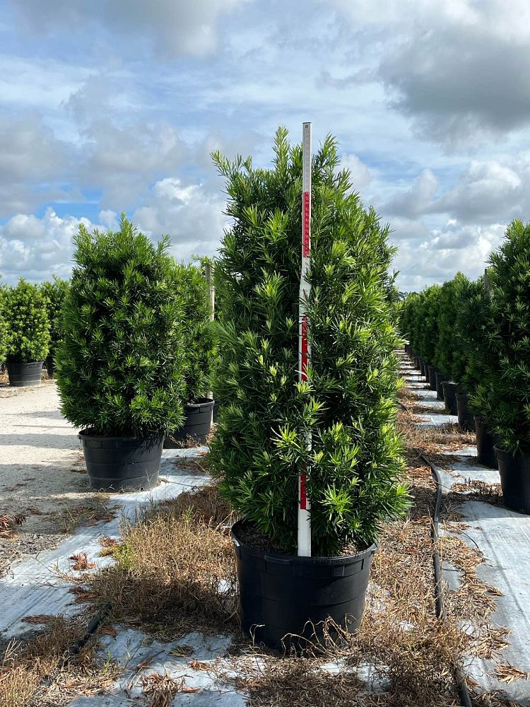 podocarpus-macrophyllus-meta-japanese-yew