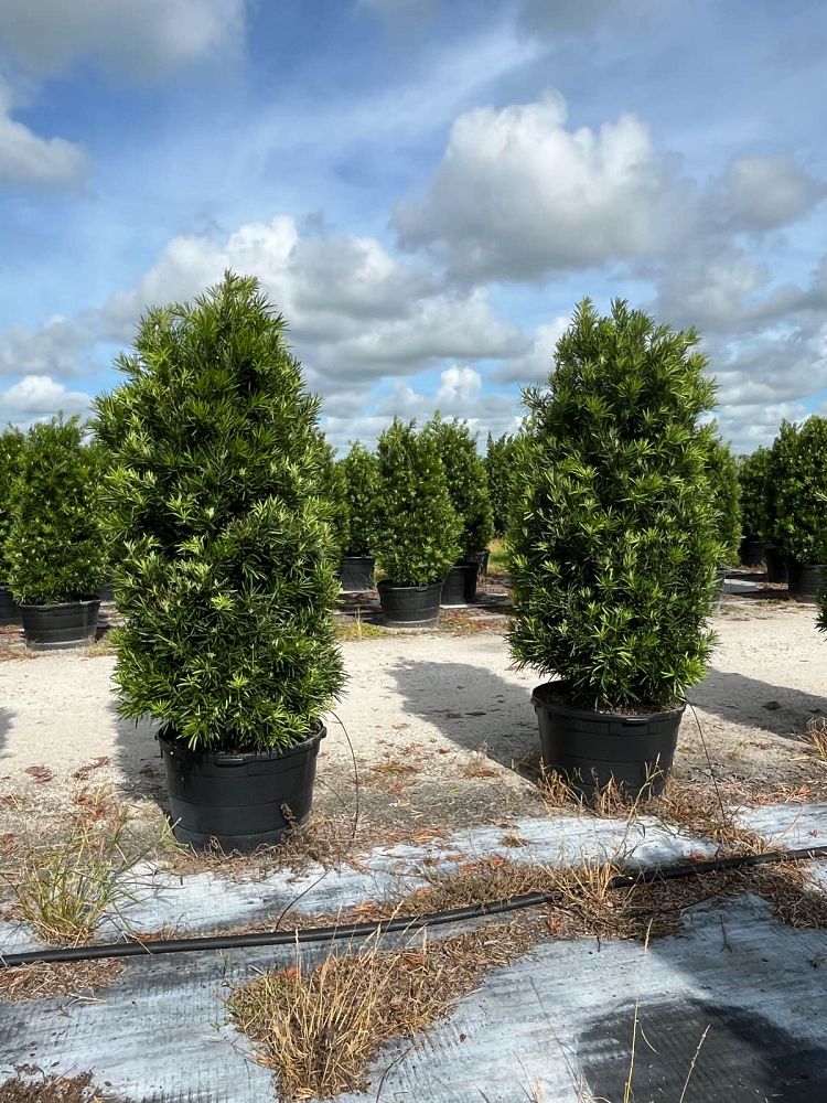 podocarpus-macrophyllus-meta-japanese-yew